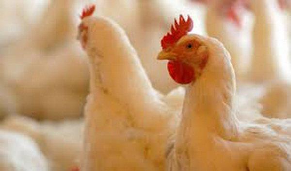 تولید سالانه 7500 تن مرغ گوشتی در سلسله، کشتارگاه دام تعطیل فراوری سالانه 7500 تن مرغ گوشتی در سلسله، کشتارگاه دام تعطیل است
