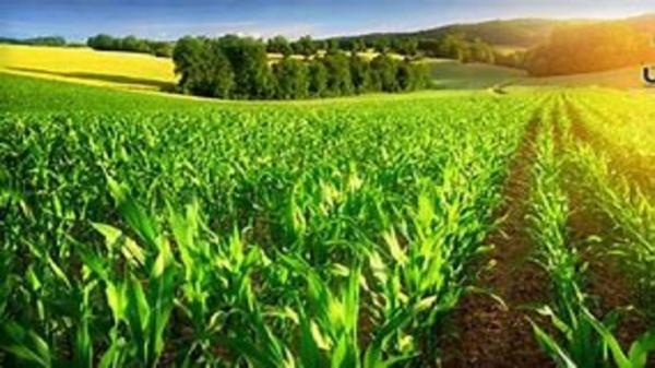 همه زمین های کشاورزی تا سال 1404 سنددار می گردد