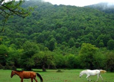 جنگل الیمستان آمل؛ مرطوب، خزه بسته و رویایی