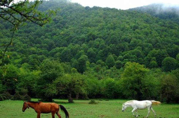 جنگل الیمستان آمل؛ مرطوب، خزه بسته و رویایی